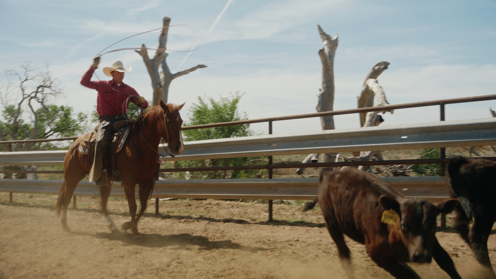 Cattle rancher on horse using lasso to catch cattle